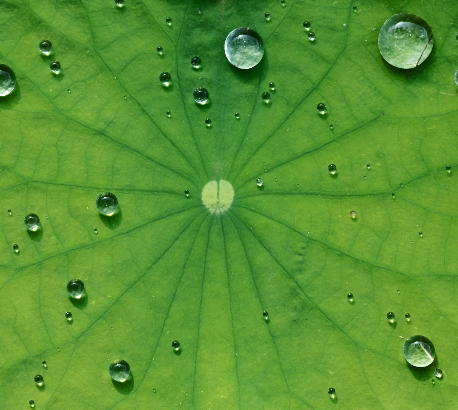 Watery Leaf